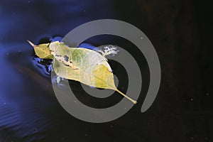 Dry leaf Leaves floating on the surface water nature, Leave yellow winter