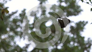 Dry Leaf Levitates