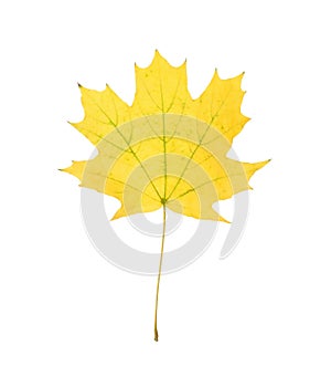 Dry leaf of maple tree isolated on white. Autumn season