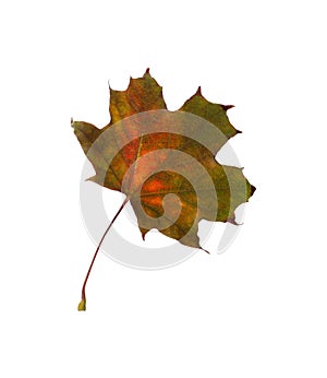 Dry leaf of maple tree isolated on white. Autumn season