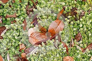 Dry leaf on moss background