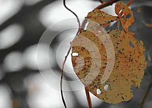 Dry leaf in nature abstract for background