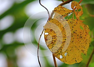 Dry leaf in nature texturet for background