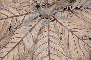 Dry leaf organic texture