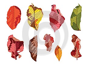 Dry leaf paint colorful on white background photo