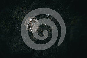 Dry leaf on a rock in the forest