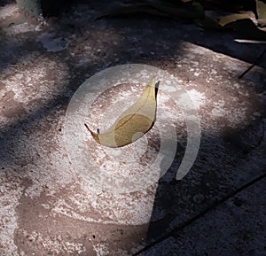 Dry leaf session of autumn in the forest.