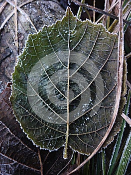 Dry leaf, snow and ice