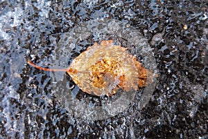 Dry leaf, snow and ice