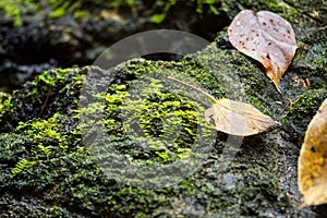 Dry leaf on stone with green mos