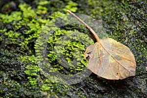 Dry leaf on stone with green mos