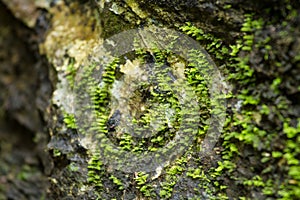 Dry leaf on stone with green mos.