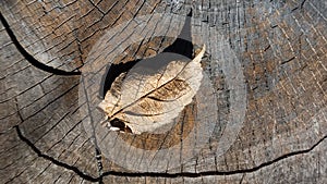 Dry leaf on the surface of old hemp