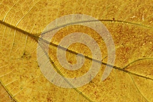 Dry Leaf Texture Background Close Up