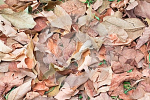 Dry leaf texture background with copy space