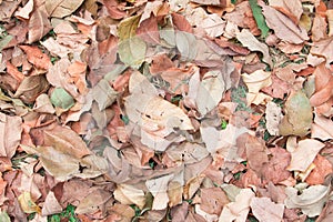 Dry leaf texture background with copy space