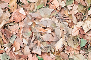 Dry leaf texture background with copy space
