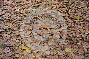 Dry leaf texture background