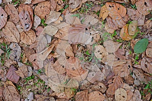 Dry leaf texture background