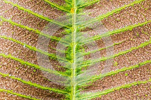 Dry leaf texture