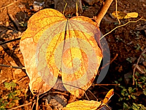 Dry leaf texture -2