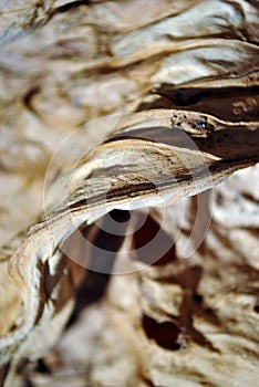 Dry leaf texture, natural organic background, close up detail, soft sepia