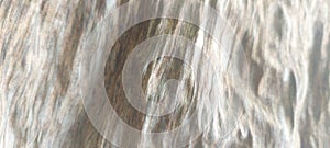 Dry leaf texture seen up close