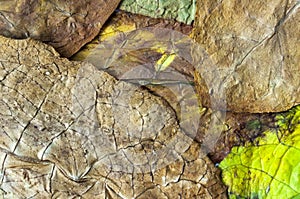 Dry leaf tobacco closeup