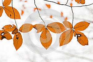 Dry leaf in tree branch