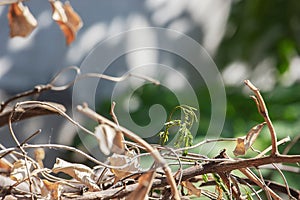 Dry leaf on tree branch with blurry background