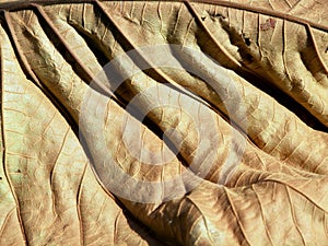 The dry leaf of the tree embauba