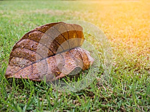 Dry leaf with water drop from raining on green yard