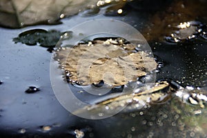 Dry leaf on water surface