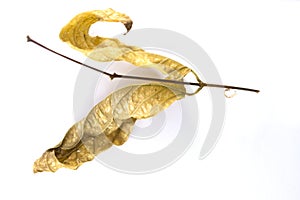 The dry leaf on a white background.