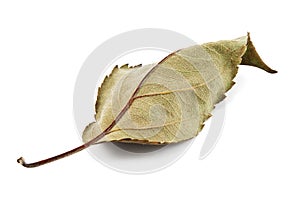 Dry leaf on a white