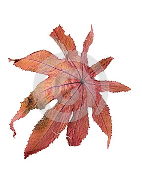 Dry leaf on a white background