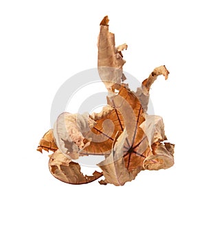 Dry leaf on a white background