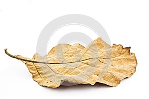 Dry leaf on white background
