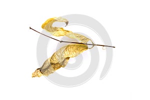 The dry leaf on a white background.