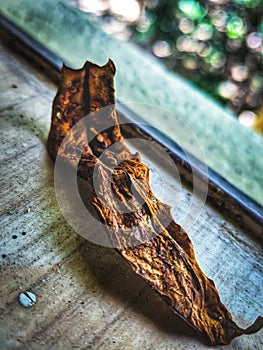 A dry leaf on a window corner