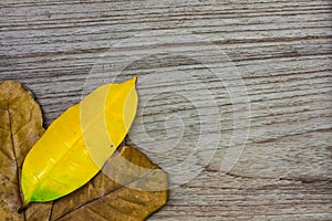 Dry leaf and yellow lea frame on wooden background.