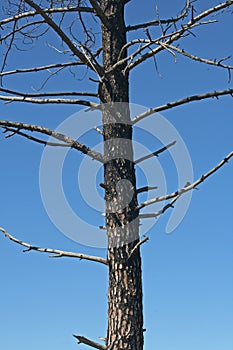 DRY LEAFLESS PINE TREE