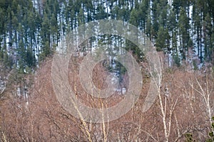 Dry leafless trees on the background of green forest on the mountain