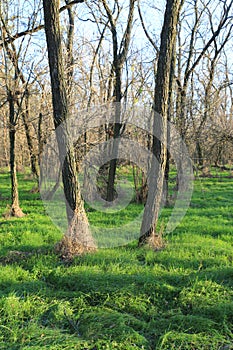 Dry leafless trees in green forest