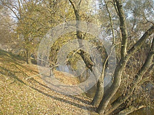 Dry leafs and water, trees in the foreground, river in background, sunny weather autumn,West Bug river country villige