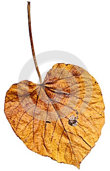 Dry leave