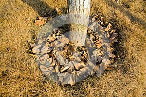 Dry leaves