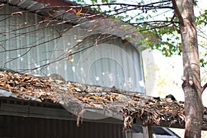 Dry leaves accumulate on the roof of the house photo