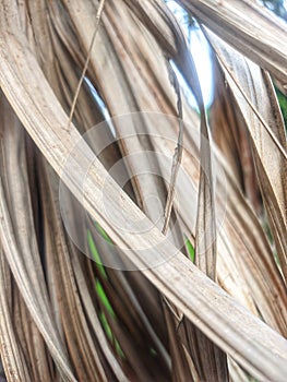 dry leaves of arecaceae tree in the garden during the day