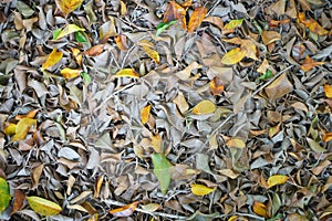 Dry leaves background